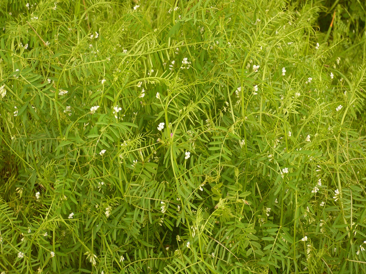 Ervilia hirsuta (Fabaceae)